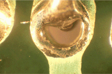 Figure 1: The lead-to-hole ratio here was excessive